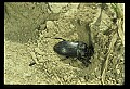 10209-00001-Beetles.jpg
