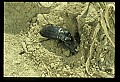 10209-00002-Beetles.jpg
