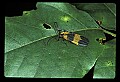 10209-00005-Beetles.jpg