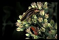 10209-00007-Beetles.jpg