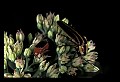 10209-00008-Beetles.jpg