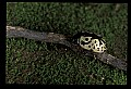 10209-00009-Beetles.jpg