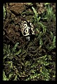 10209-00011-Beetles.jpg