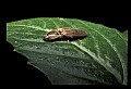 10209-00014-Beetles.jpg