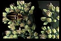 10209-00016-Beetles.jpg