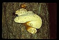 10209-00019-Beetles.jpg