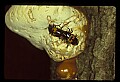 10209-00020-Beetles.jpg