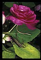 10209-00022-Beetles.jpg
