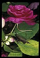 10209-00023-Beetles.jpg