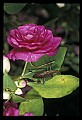 10209-00024-Beetles.jpg