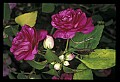 10209-00025-Beetles.jpg