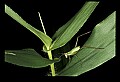 10210-00002-Grasshoppers, Crickets and Cicadas.jpg
