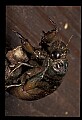 10210-00003-Grasshoppers, Crickets and Cicadas.jpg