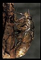 10210-00004-Grasshoppers, Crickets and Cicadas.jpg