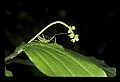10210-00007-Grasshoppers, Crickets and Cicadas.jpg
