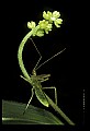 10210-00010-Grasshoppers, Crickets and Cicadas.jpg