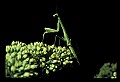 10211-00001-Mantids, Walkingsticks.jpg
