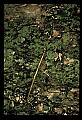 10211-00002-Mantids, Walkingsticks.jpg