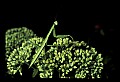 10211-00003-Mantids, Walkingsticks.jpg