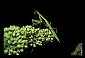 10211-00004-Mantids, Walkingsticks.jpg