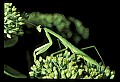 10211-00005-Mantids, Walkingsticks.jpg