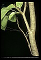 10211-00008-Mantids, Walkingsticks.jpg