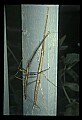 10211-00009-Mantids, Walkingsticks.jpg