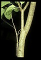 10211-00010-Mantids, Walkingsticks.jpg