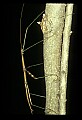 10211-00011-Mantids, Walkingsticks.jpg
