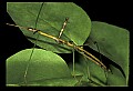 10211-00012-Mantids, Walkingsticks.jpg