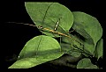 10211-00013-Mantids, Walkingsticks.jpg