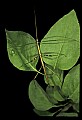 10211-00014-Mantids, Walkingsticks.jpg