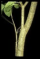 10211-00015-Mantids, Walkingsticks.jpg