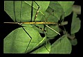 10211-00016-Mantids, Walkingsticks.jpg