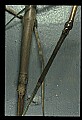 10211-00018-Mantids, Walkingsticks.jpg