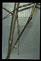 10211-00019-Mantids, Walkingsticks.jpg