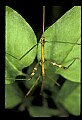10211-00020-Mantids, Walkingsticks.jpg