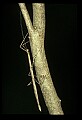 10211-00021-Mantids, Walkingsticks.jpg