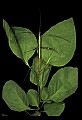 10211-00022-Mantids, Walkingsticks.jpg