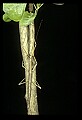 10211-00024-Mantids, Walkingsticks.jpg
