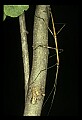 10211-00025-Mantids, Walkingsticks.jpg