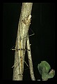 10211-00026-Mantids, Walkingsticks.jpg