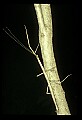 10211-00027-Mantids, Walkingsticks.jpg