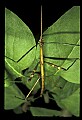 10211-00028-Mantids, Walkingsticks.jpg