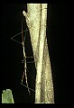 10211-00029-Mantids, Walkingsticks.jpg