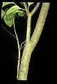 10211-00030-Mantids, Walkingsticks.jpg