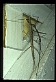 10211-00031-Mantids, Walkingsticks.jpg