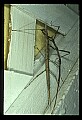 10211-00032-Mantids, Walkingsticks.jpg