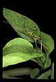 10211-00033-Mantids, Walkingsticks.jpg