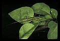 10211-00034-Mantids, Walkingsticks.jpg